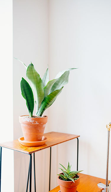 Beautiful Plan on desk